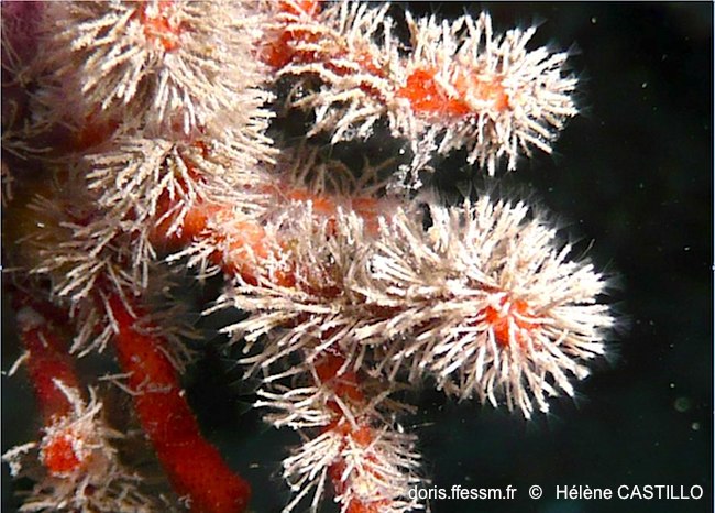 Bryozoaire gazon gris