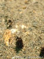 tubifex_sp-jpc-10
