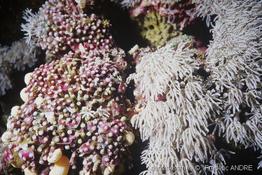 tubipora_musica-fran-img_37