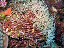 tubipora_musica-sylb-img_11