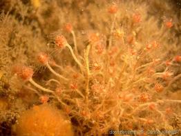 tubularia_indivisa-cojo-img_01
