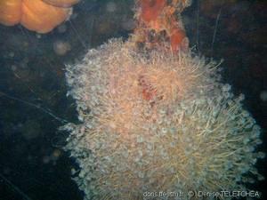 tubularia_indivisa-dete-img_01