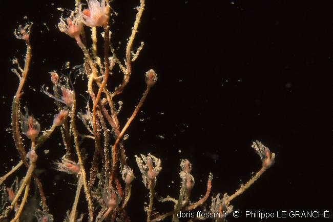 tubularia_indivisa-plg-1795