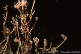 tubularia_indivisa-plg-1795