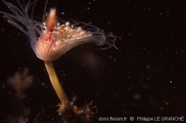 tubularia_indivisa-plg-997