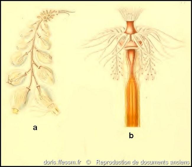 tubularia_indivisa-rda-img_108