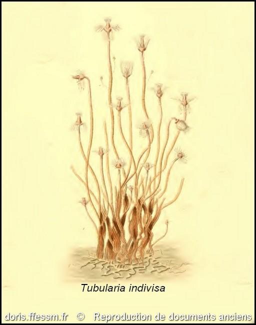 tubularia_indivisa-rda-img_20