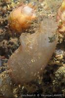 ascidiella_aspersa-vl1505