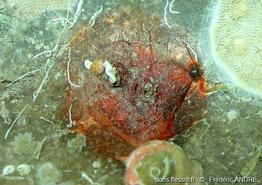 pyura_tessellata-fa2c