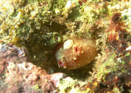 pyura_squamulosa-fa1