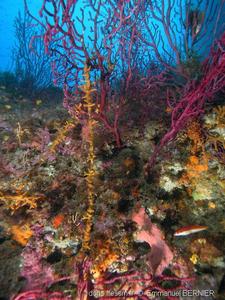 turbicellepora_avicularis-eb-1586