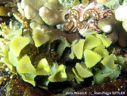 Turbinaria decurrens_APS01