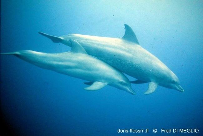 tursiops_aduncus-fdm-1