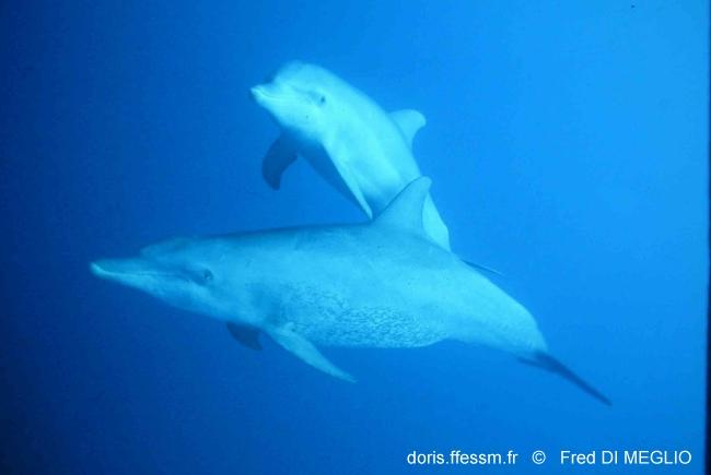 tursiops_aduncus-fdm-2