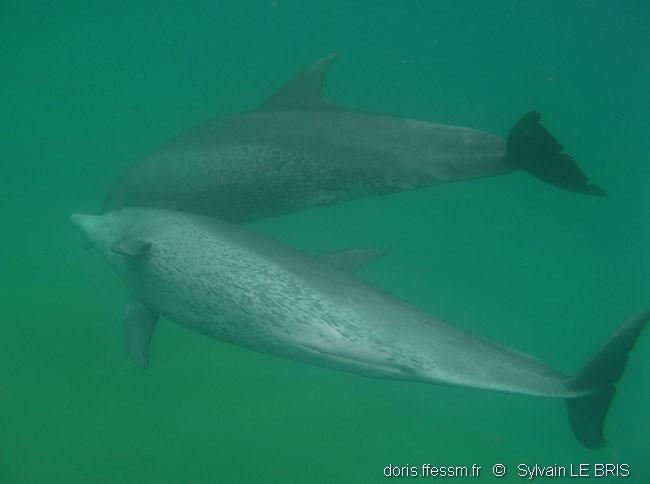 tursiops_aduncus-slb1