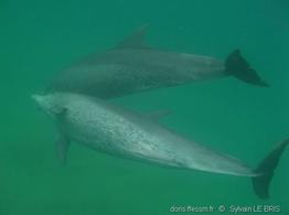 tursiops_aduncus-slb1