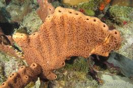 agelas_conifera_ap4