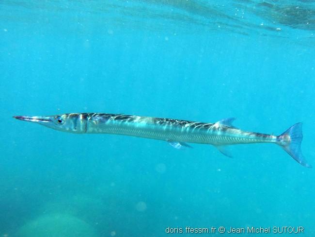tylosurus_crocodilus-jms3