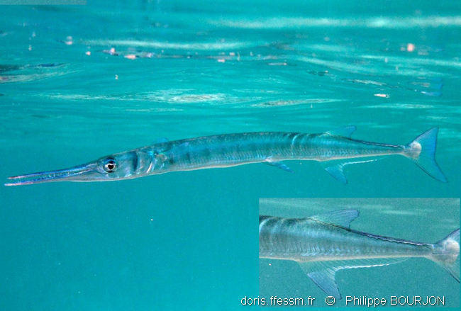 tylosurus_crocodilus-phb10