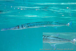 tylosurus_crocodilus-phb10