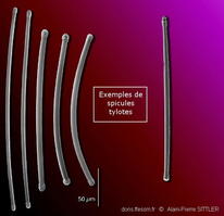 Tylote_glossaire-aps01