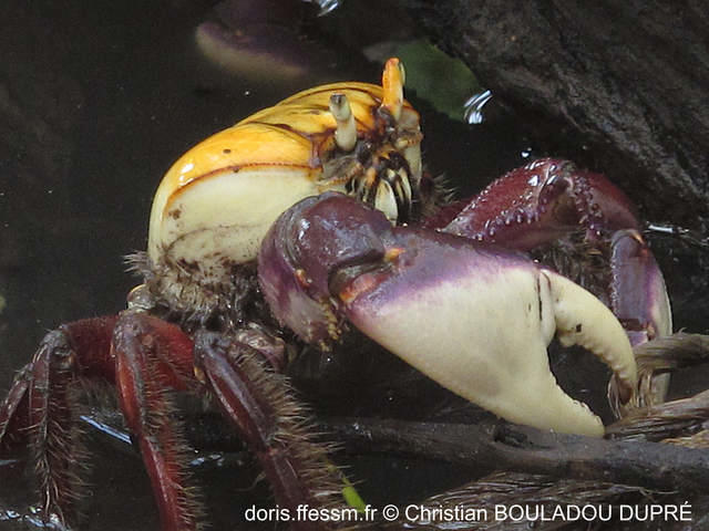ucides_cordatus-cbd01