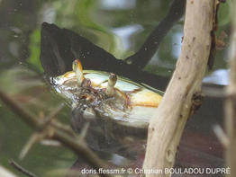 ucides_cordatus-cbd02