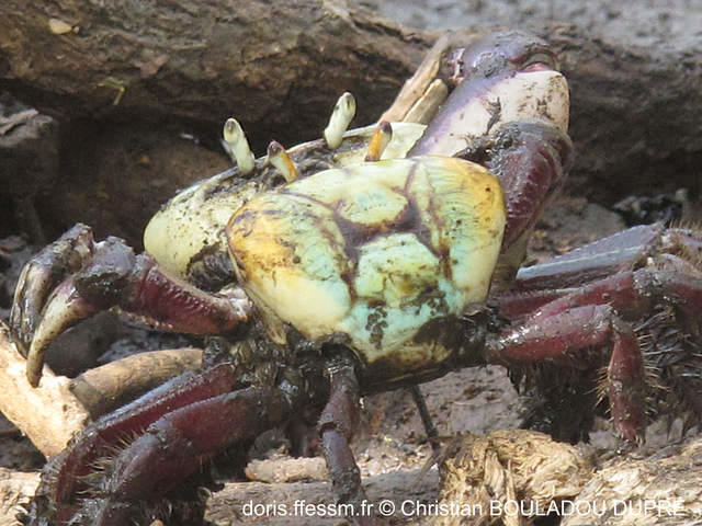 ucides_cordatus-cbd03