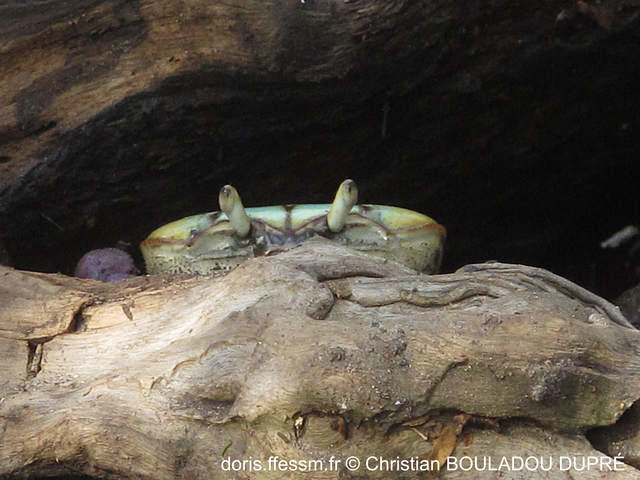 ucides_cordatus-cbd05
