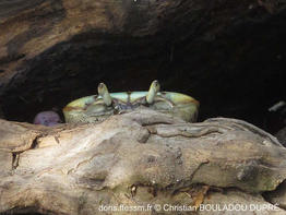 ucides_cordatus-cbd05