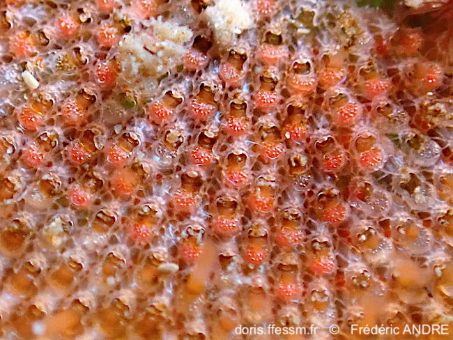 Umbonula_ovicellata-fran90
