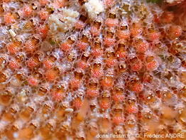 Umbonula_ovicellata-fran90