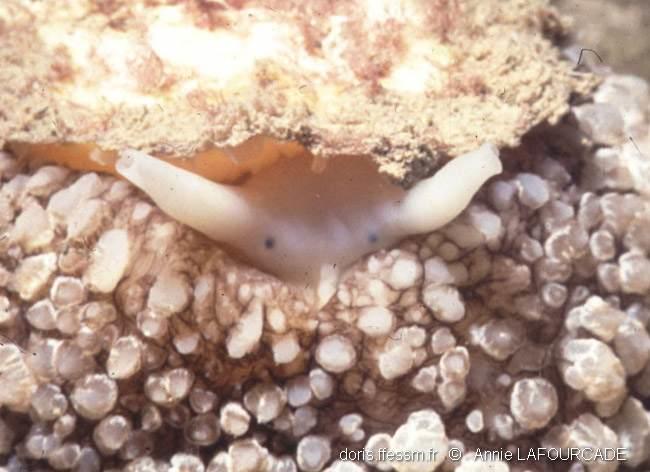 Umbraculum_umbraculum-anla9