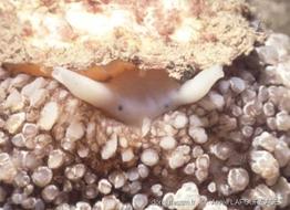 Umbraculum_umbraculum-anla9