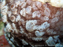 Umbraculum_umbraculum-apsi253