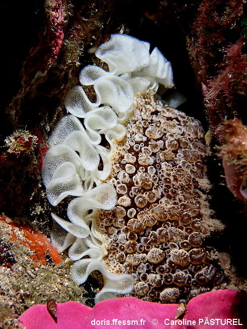 Umbraculum_umbraculum-capa112025