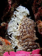 Umbraculum_umbraculum-capa112025