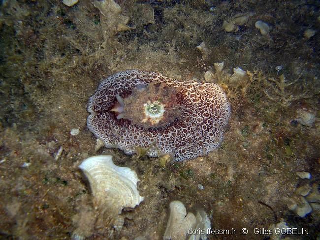 Umbraculum_umbraculum-gigo3