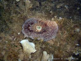 Umbraculum_umbraculum-gigo3