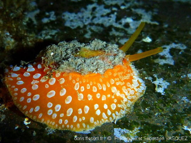 Umbraculum_umbraculum-seva989