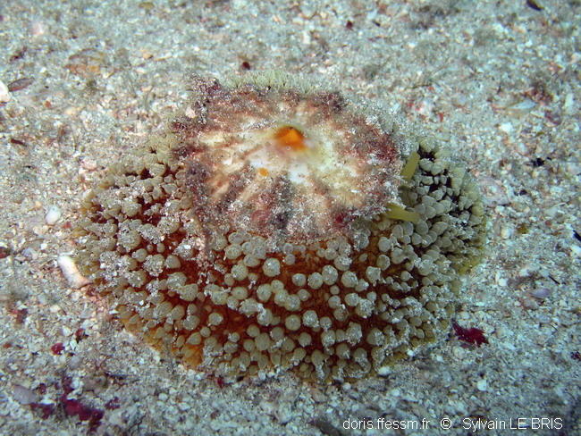 Umbraculum_umbraculum-slb2012