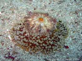 Umbraculum_umbraculum-slb2012