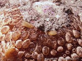 Umbraculum_umbraculum-stel5