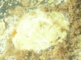 anomia_ephippium-fa2