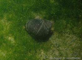 littorina_littorea-vm2