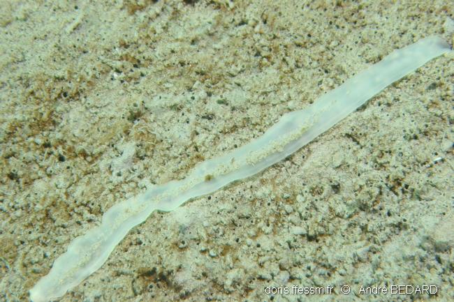 Bonellie américaine