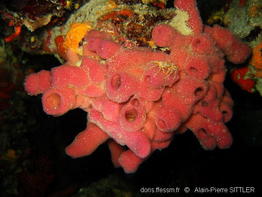 haliclona_mediterranea-aps1