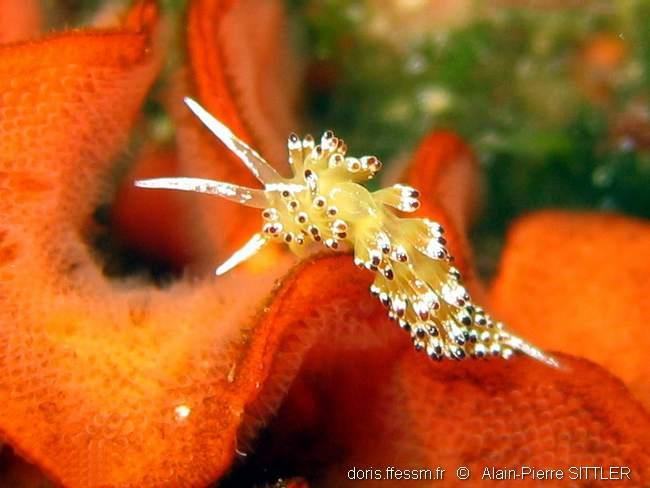 cuthona_ocellata-APS0