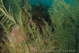 solenostomus_leptosoma_ap1