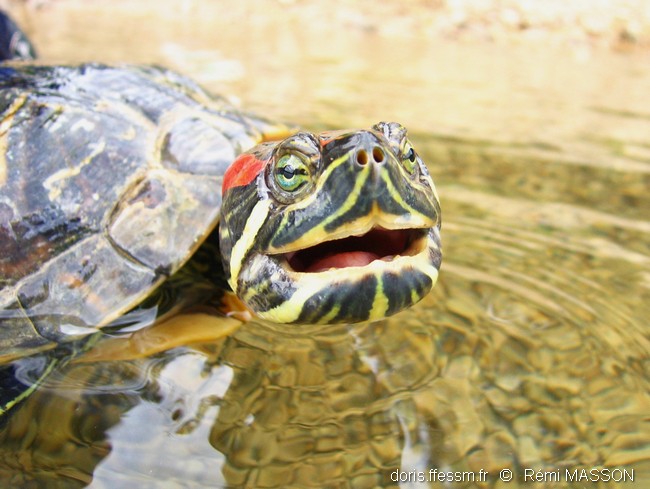 Tortue de Floride